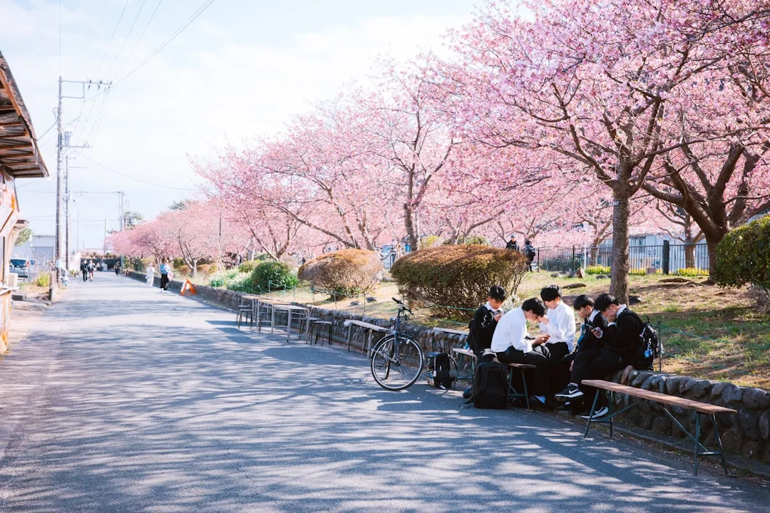 Students sit under cherry blossoms.