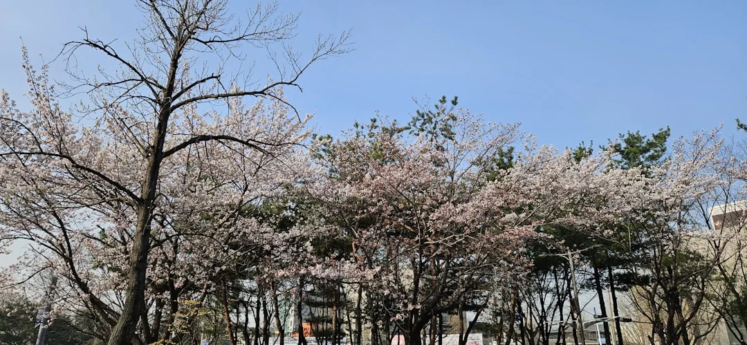 a group of trees that are in the grass