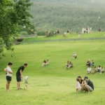 People enjoying a sunny day in a grassy park.