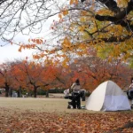 People camping in a park with autumn leaves