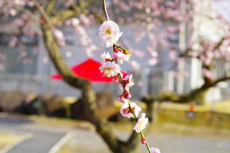 Blossoming flowers on a tree branch.